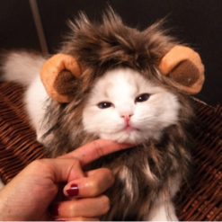 cat lion costume