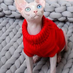 cat sweater for cat