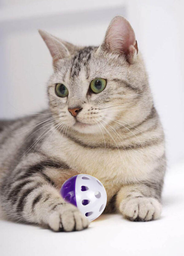 cat toy ball with bell